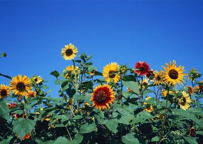摄影-向日葵之十五 花卉