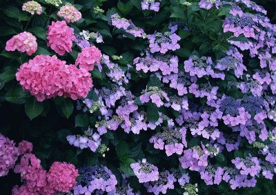 摄影-紫色星空 花卉