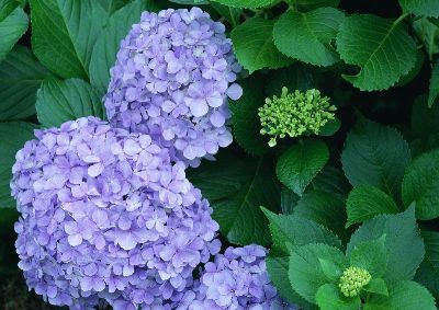 摄影-紫色花团 花卉