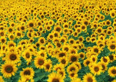 摄影-向日葵之七 花卉