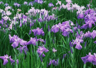摄影-紫色蝶舞 花卉
