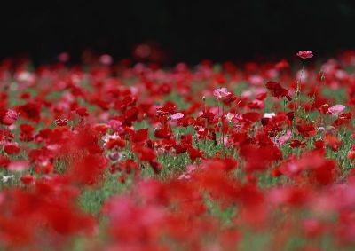 摄影-红粉世家 花卉