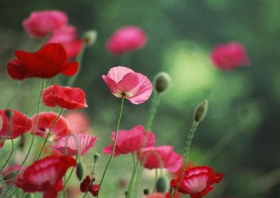 摄影-花田之十二 花卉