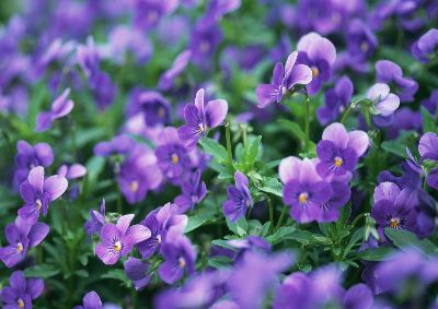 摄影-紫蝶 花卉