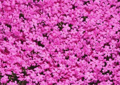 摄影-花坛 花卉