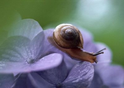 摄影-蜗牛赏花