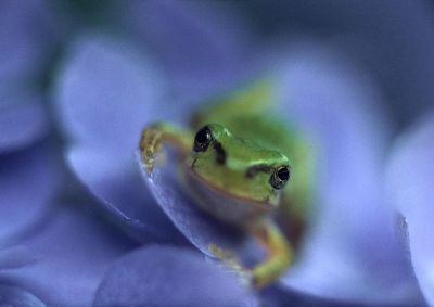 摄影-青蛙与花之二