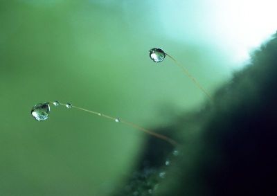 摄影-雨露过后之二 春光