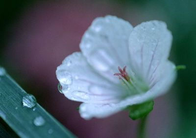 摄影-雨露中的白花 春光