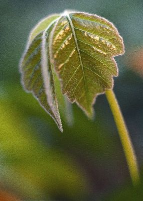 摄影-绿叶之三 植物 春光