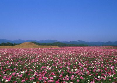 摄影-花田 花卉